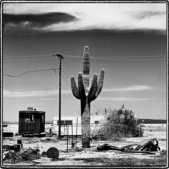Saguaro Cactus, Arizona  1996
