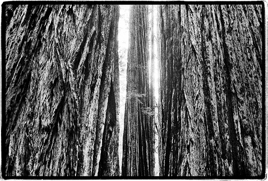 Redwoods, California 2004